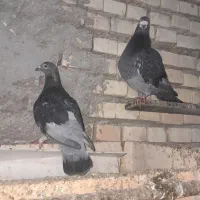 جفت چاپی عتیقه