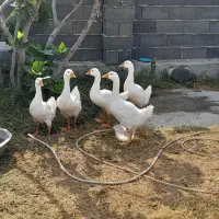 قو غاز
