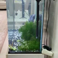 آکواریوم|ماهی|قرچک, داوود آباد|دیوار