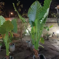 گل بابا ادم