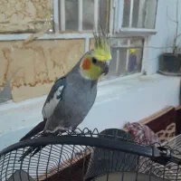 دوعددعروس هلندی دستی