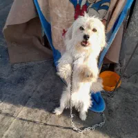 سگ شیتزو|سگ|فرخشهر, |دیوار