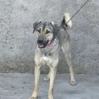 سگ جفت آدمی