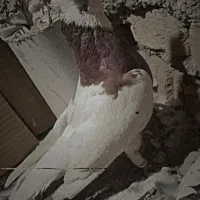 کفتر یا کبوتر طوقی|پرنده|الوند, |دیوار