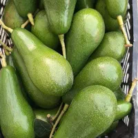 فروش نهال آووکادو|خدمات باغبانی و درختکاری|رامسر, |دیوار