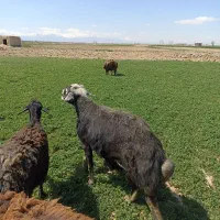 قوچ|حیوانات مزرعه|لالجین, |دیوار