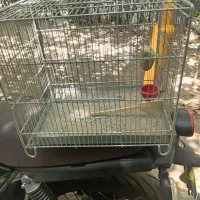 سهره خاکی نر جوجه قفس با قفس