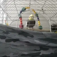 حیوانات خانگی