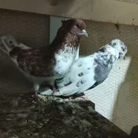 پروگ|پرنده|گرگان, |دیوار