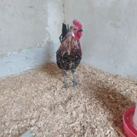 مرغ وخروس کالینگی