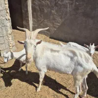 فروش نر بز سانن دوساله نژاد اصیل وارداتی|حیوانات مزرعه|مسجد سلیمان, |دیوار