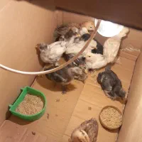 تبدیل تخم نطفه دار به جوجه