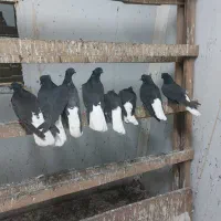 کبوتر دم سفید|پرنده|رشت, جانبازان|دیوار