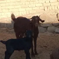 بزشیری بابزغاله