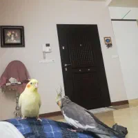 عروس هلندی جفت. نر سخنگو