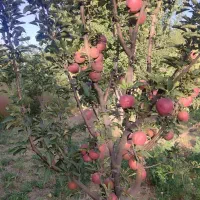 خریدارسیب ضایعات وانواع درخت به نرخ بالا