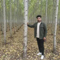 نهال صنوبر نیگرا،مناسب کاشت انبوه و درآمد میلیاردی|خدمات باغبانی و درختکاری|سقز, |دیوار