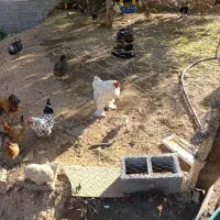 یک عددخروس برهمااصل سفید یخال|حیوانات مزرعه|یاسوج, |دیوار