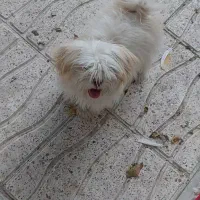 سگ پاکوتاه|سگ|اراک, |دیوار