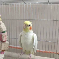 عروس هلندی نر|پرنده|شیراز, دلجو|دیوار