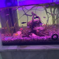 آکواریوم با تمامی وسایل|ماهی|شاهین‌شهر, گزبرخوار|دیوار