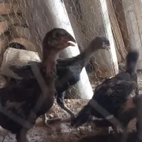 جوجه لاری