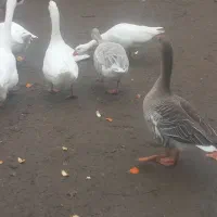 تخم قو غاز و غاز|حیوانات مزرعه|رشت, یخسازی|دیوار