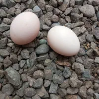 تخم مرغ محلی|خوردنی و آشامیدنی|سنگر, |دیوار