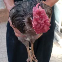 خروش و مرغ گلین
