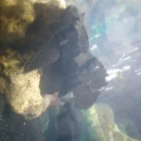 ماهی لجن خوار.یک میلیون تومن|ماهی|تهران, جیحون|دیوار