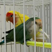 عروس هلندی کوتوله آغول گلبهار|پرنده|مشهد, شهرک صنعتی توس|دیوار