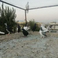 کفتر|پرنده|شیراز, شهرک گلها|دیوار