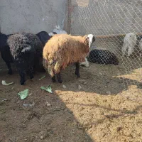 گوسفند|حیوانات مزرعه|کهریزک, |دیوار