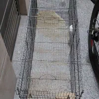 قفس بزرگ|پرنده|تهران, مجیدآباد|دیوار