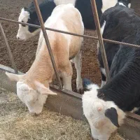 3راس گوساله فروشی