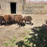 بره‌نر‌آماده‌پروار‌بندی‌‌به‌شرط‌‌سلامت‌کامل‌|حیوانات مزرعه|ملایر, |دیوار