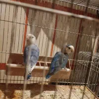 طوطی کوتوله برزیلی|پرنده|قم, آزادگان|دیوار