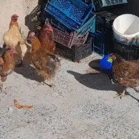 مرغ تخمگذار