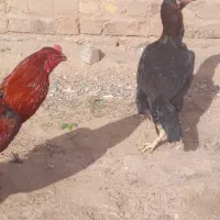 خروس لاری|حیوانات مزرعه|تایباد, |دیوار