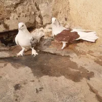 کبوتر اصفهانی|پرنده|برخوار, |دیوار