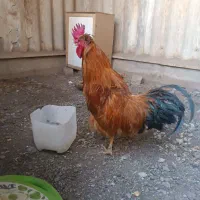 خروس رسمی