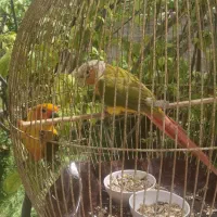 خورشیدی و گریچینگ