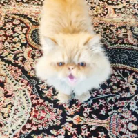 گربه پرشین اصیل|گربه|مشهد, امام خمینی|دیوار