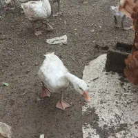 غاز قو|حیوانات مزرعه|بیله سوار, |دیوار