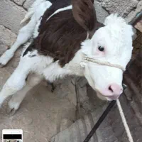 فروش گاو گوساله در روستای چنگوله|حیوانات مزرعه|مهران (ایلام), |دیوار