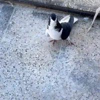 شهری سبز و قهوه ای|پرنده|شیراز, تندگویان|دیوار