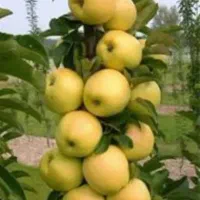 زمین باغی محوطه سازی شده پر از میوه و درخت|فروش زمین و ملک کلنگی|رشت, حومه رشت|دیوار