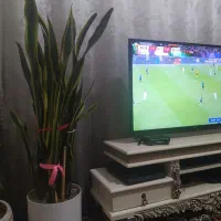 سانسوریا 10ساله بسیار زیبا حراج