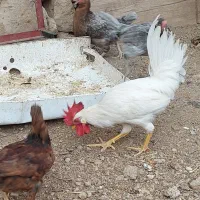 مرغ و خروس