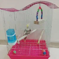 عروس هلندی با قفس